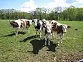 photo couleur de cinq jeunes vaches pie rouges à tête blanche regardant l'objectif.