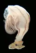 Conchoderma virgatum