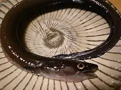Conger japonicus (sv).