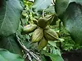 Fruits verts