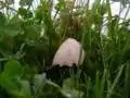 Conocybe apala (en)