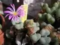 Conophytum cineo-viride