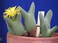 Conophytum meyerae
