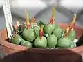 Conophytum rooillanense
