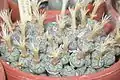 Conophytum scitulum