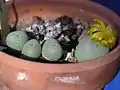 Conophytum semilunulum