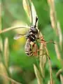 Mâle Conops ceriaeformis, noter l'anneau noirâtre aux pattes