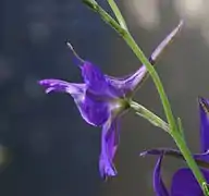 Fleur.