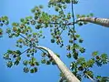 Cecropia sp.