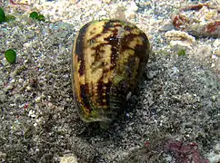 Conus catus