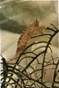 Phenacovolva lahainaensis