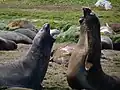 Eléphants de mer