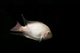 Forme "blanc albinos"