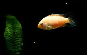 Femelle forme "blanc albinos" rouge (avec ses jeunes)