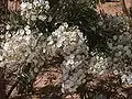 Les inflorescences sont très nombreuses.