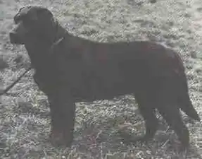 «Cookridge Tango», premier champion de couleur chocolat.
