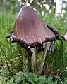 Coprinus atramentarius(spécimen âgé)