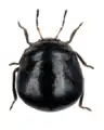 Coptosoma scutellatum, vue dorsale