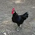Coq landais.