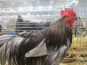 Coq Limousin bleu.