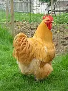Coq orpington fauve.
