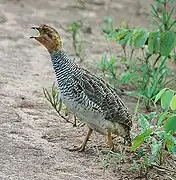 Peliperdix coqui