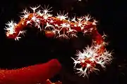 Corail rouge (Corallium rubrum)