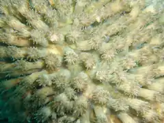 Galaxea astreata