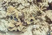 Mycedium umbra