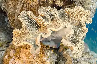 Sarcophyton glaucum au large de Ras Mohammed, Égypte. Mars 2022.