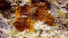 Des éponges dans Coral Garden