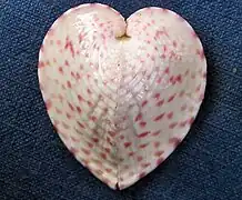 Corculum cardissa
