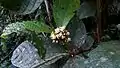 Inflorescence de Cordia nodosa