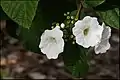 Feuilles et fleurs