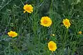 Coreopsis à Livonia dans le Michigan.