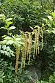 Inflorescences de Coriaria arborea.