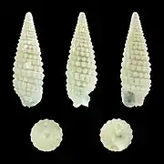 Coriophora granosa.