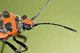 La tête et le pronotum