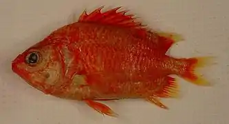 Corniger spinosus
