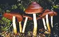 Groupe de champignons marrons à pied blanc