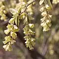 Fleurs