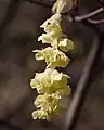Fleur