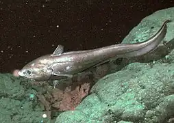 Un grenadier abyssal.