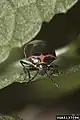 Cosmopepla lintneriana