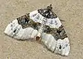 Cosmorhoe ocellata  (Linnaeus, 1761)
