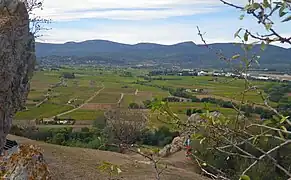 Le vignoble entre Cuers et Pierrefeu.