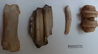 Os de bouquetins