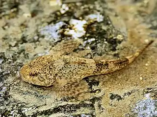 Cottus gobio (Cottoidei)