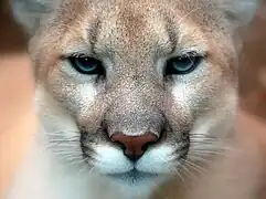 Puma concolor