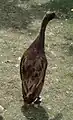Cane coureur indien brun